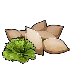 Lettuce Seeds